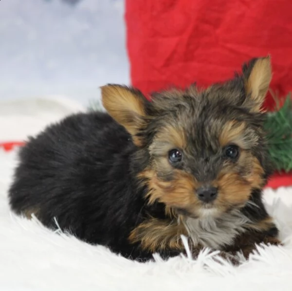 male yorkshire puppy for adoption