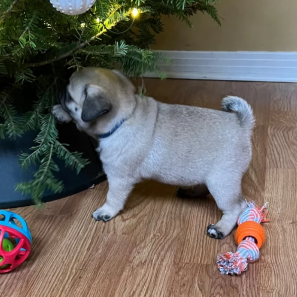 charming male pug puppy for adoption | Foto 2