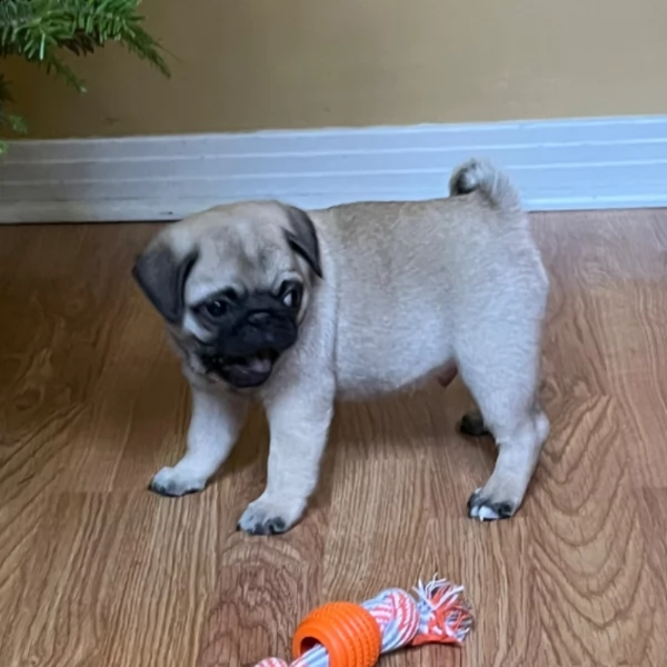 charming male pug puppy for adoption | Foto 1