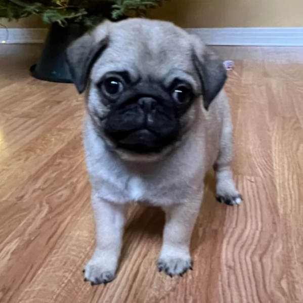 charming male pug puppy for adoption | Foto 0