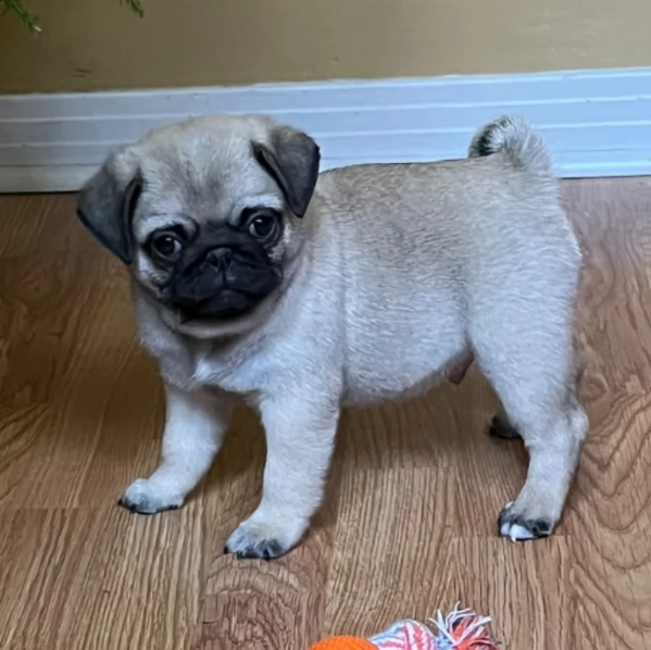 charming male pug puppy for adoption