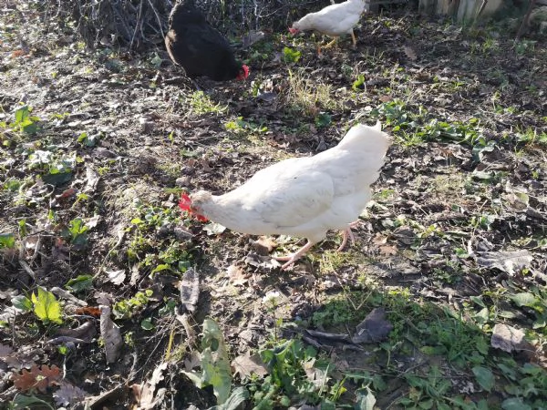 Uova fresche biologiche | Foto 0