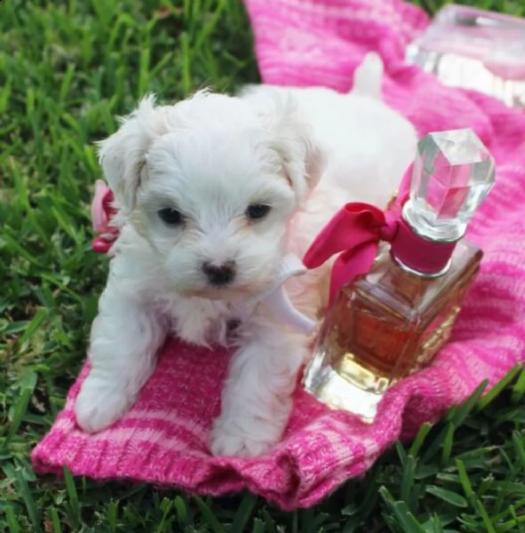 regalo adorabili cuccioli mini maltese  femminucce e maschietti  gratuita 