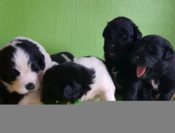 regalo cuccioli di terranova