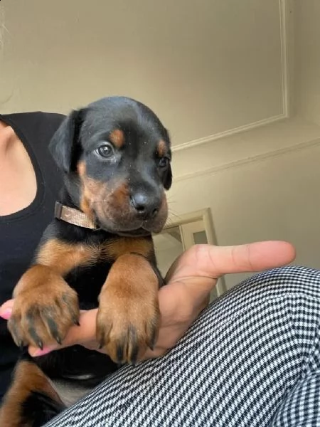 dobermann cuccioli meravigliosi | Foto 2