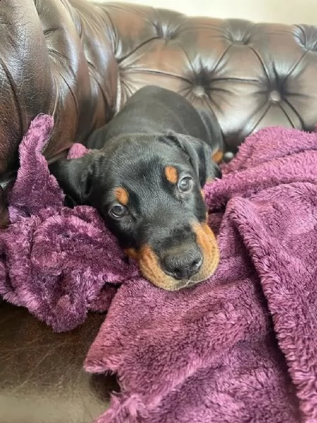 dobermann cuccioli meravigliosi | Foto 0