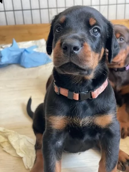 dobermann cuccioli meravigliosi