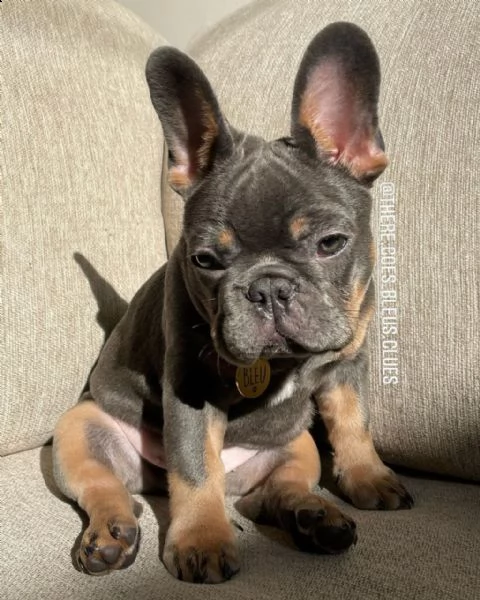 cucciole bouledogue francese | Foto 0