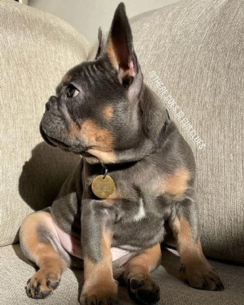 cucciole bouledogue francese