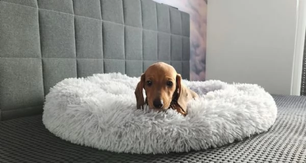 meravigliosi cuccioli di bassotto nano maschio e femmina  | Foto 3