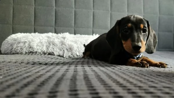 meravigliosi cuccioli di bassotto nano maschio e femmina  | Foto 2