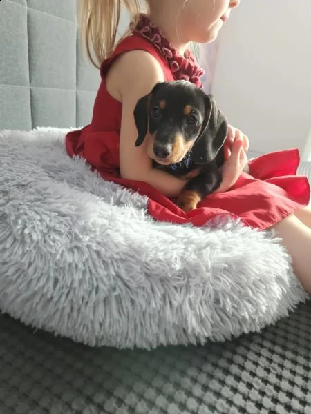 meravigliosi cuccioli di bassotto nano maschio e femmina 