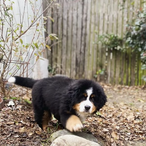 disponibili bellissimi cuccioli di bovaro del bernese | Foto 2