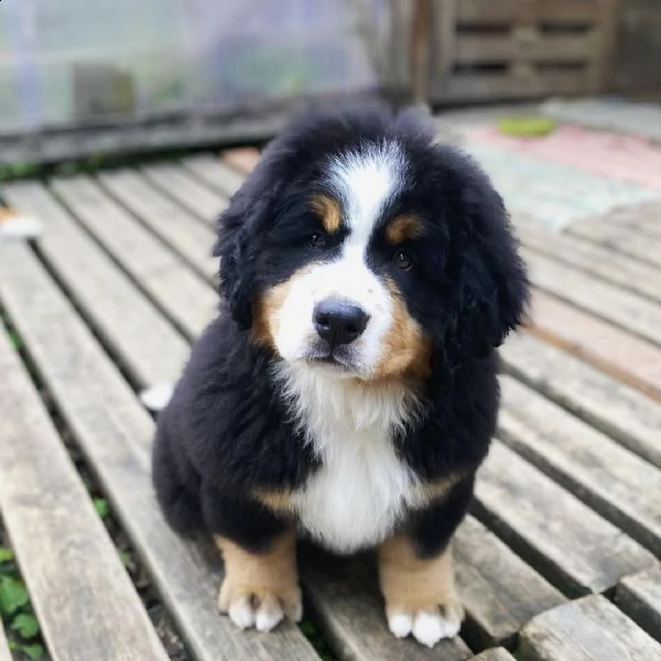 disponibili bellissimi cuccioli di bovaro del bernese