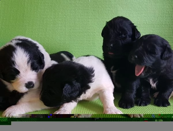 regalo cuccioli di terranova