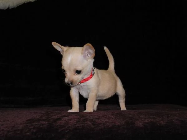 5 adorabili cuccioli di chihuahua in cerca di una casa amorevole | Foto 0