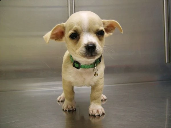 5 adorabili cuccioli di chihuahua in cerca di una casa amorevole