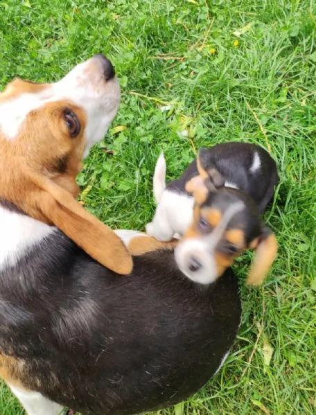 compito di allevamento di beagle per motivi di salute! | Foto 0