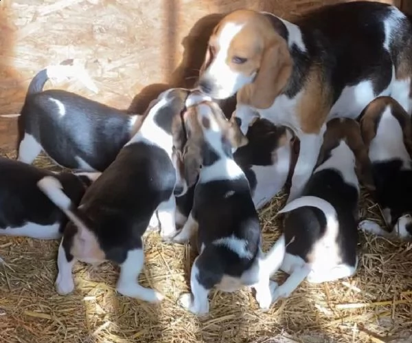 compito di allevamento di beagle per motivi di salute!