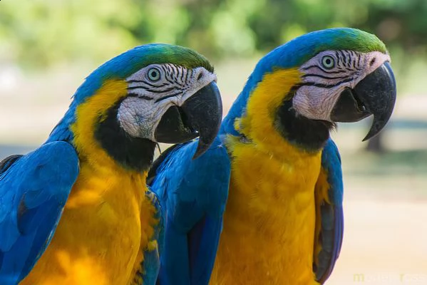pappagalli macaw ararauna maschio e femmina pronti a partire.
