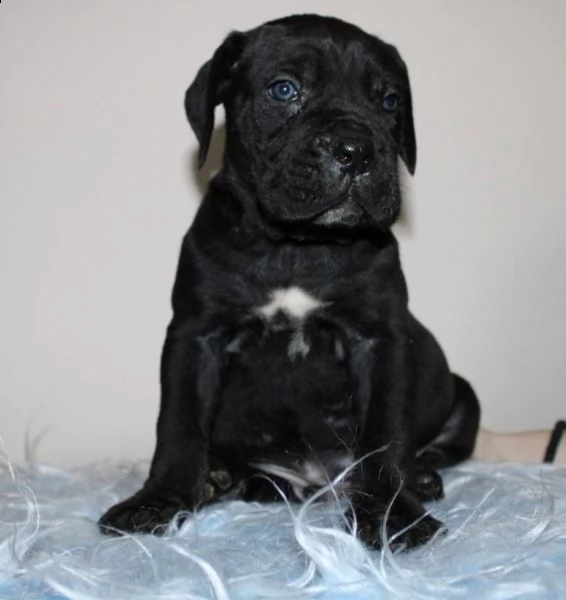 cane corso cuccioli | Foto 6