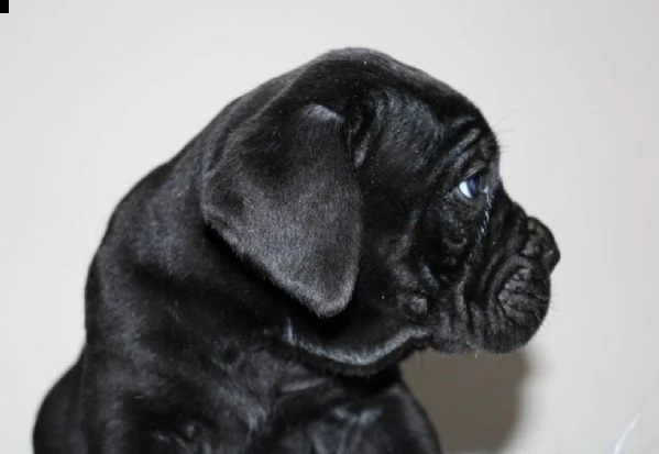 cane corso cuccioli | Foto 5