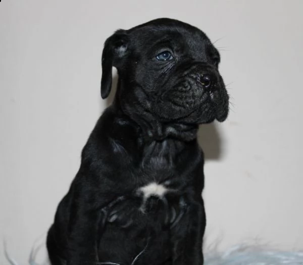 cane corso cuccioli | Foto 4