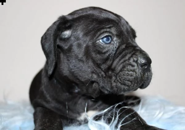 cane corso cuccioli | Foto 3
