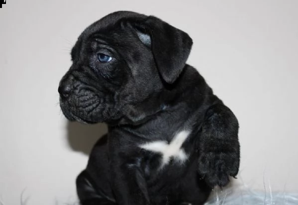 cane corso cuccioli