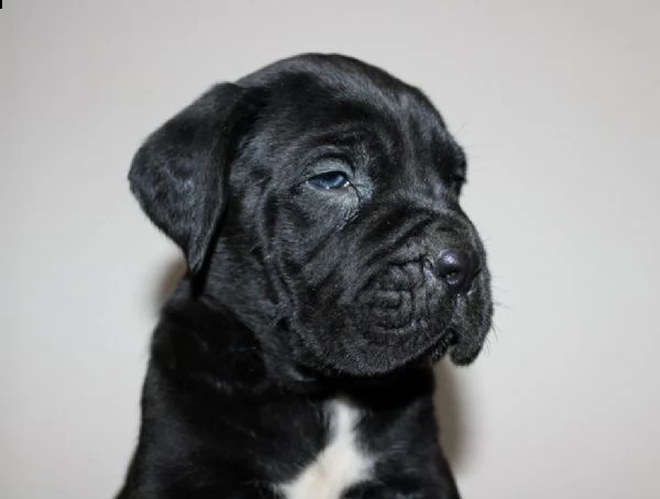 cane corso cuccioli | Foto 2