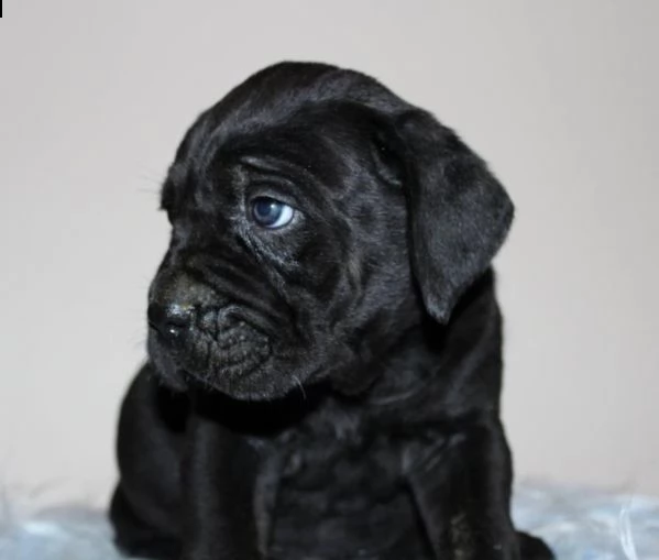 cane corso cuccioli | Foto 1