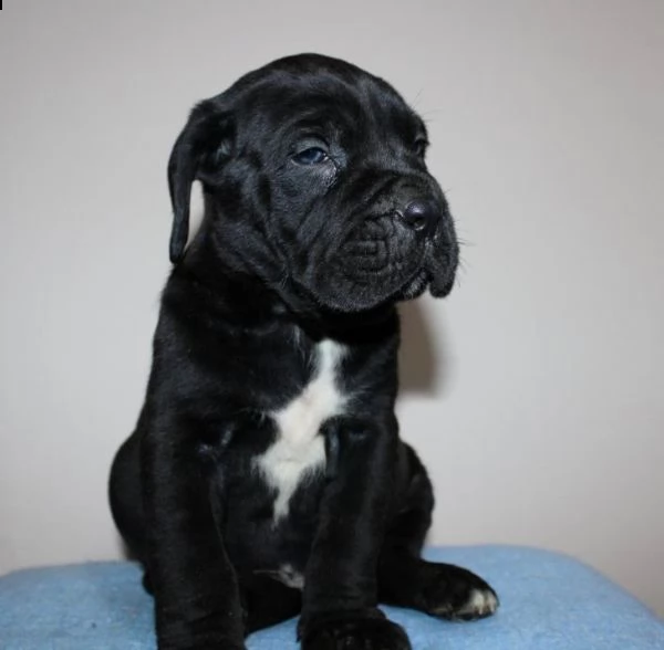 cane corso cuccioli | Foto 0