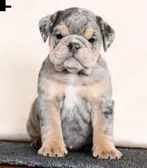 english bulldog