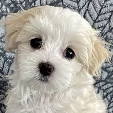 maltezer
