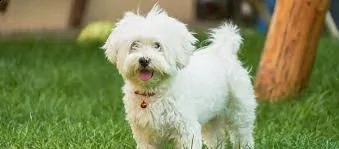 maltezer