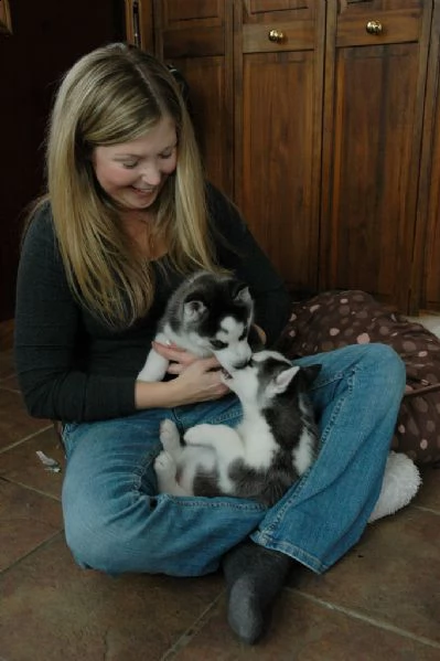 3 cuccioli di siberian husky cioccolato con pedigree | Foto 5