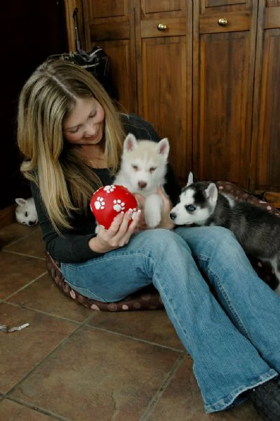 3 cuccioli di siberian husky cioccolato con pedigree | Foto 4