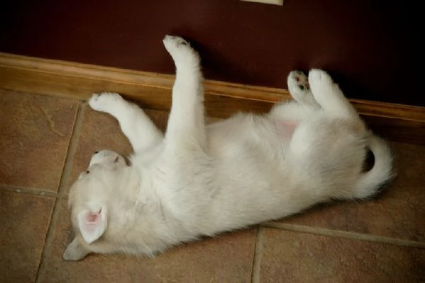 3 cuccioli di siberian husky cioccolato con pedigree | Foto 1