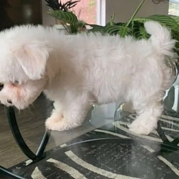 cuccioli di maltese puro maschietto/femminuccia!!! | Foto 0