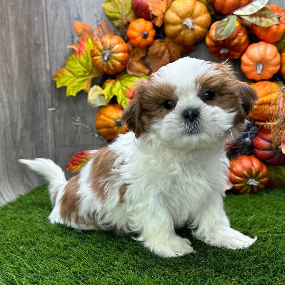 regarlo shih tzu cuccioli  bellissima cucciolata cerca nuova famiglia, 4 maschi e 3 femmina, 60 gg, 