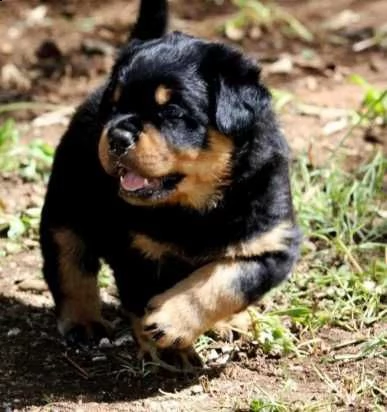 regalo rottweiler di cuccioli disponibili bellissimi cuccioli fulvi ( femmine e maschi) con rilascio