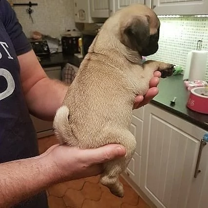 regalo cuccioli di carlino | Foto 0