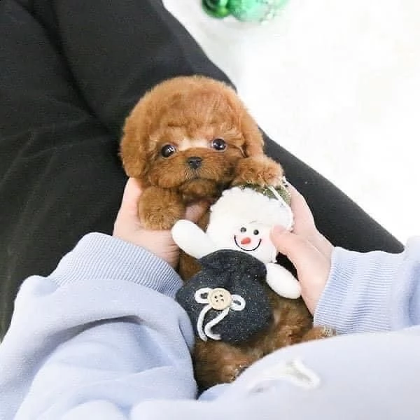 regalo  maltese mini toy¥