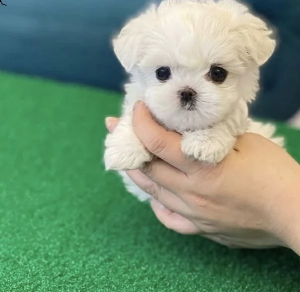 regalo  maltese mini toy//