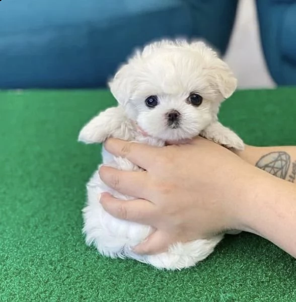 regalo  maltese mini toy// | Foto 0