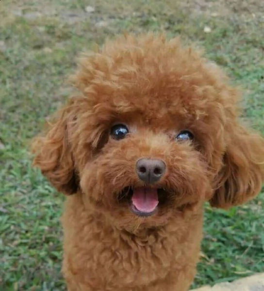  regalo abbiamo cuccioli di barboncino sono barboncino di dimensioni standard . sono registrati akc.