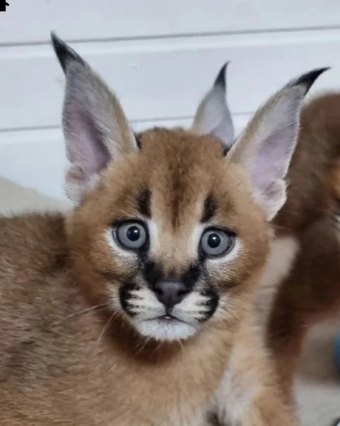 gattino caracal disponibile | Foto 2