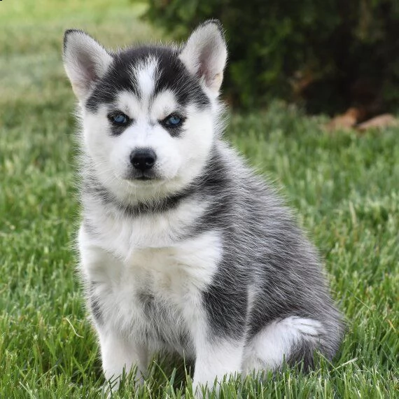 regarlo husky siberiano cuccioli bellissima cucciolata cerca nuova famiglia, 4 maschi e 3 femmina, 6