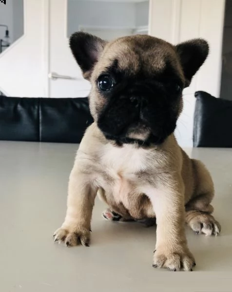 cuccioli di bulldog francese addestrati | Foto 0