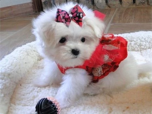 dolci cuccioli maltesi affascinanti | Foto 0